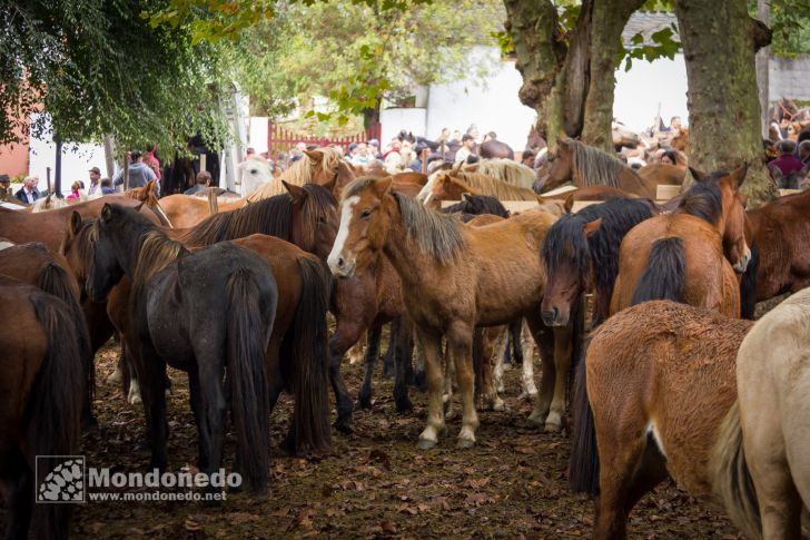 As San Lucas
Feria de ganado
