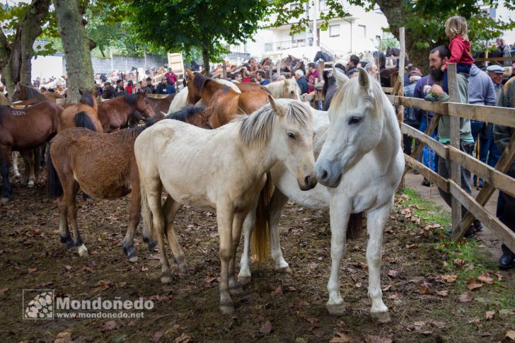 As San Lucas
Feria de ganado
