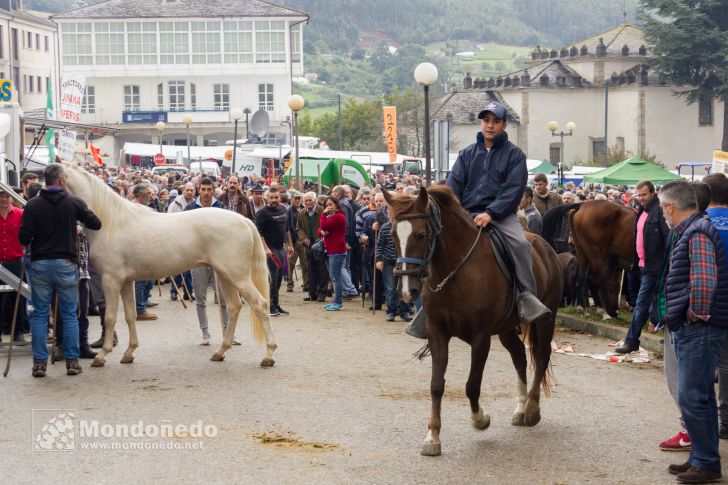 As San Lucas
Feria de ganado
