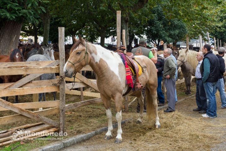 As San Lucas 2016
Feria de ganado
