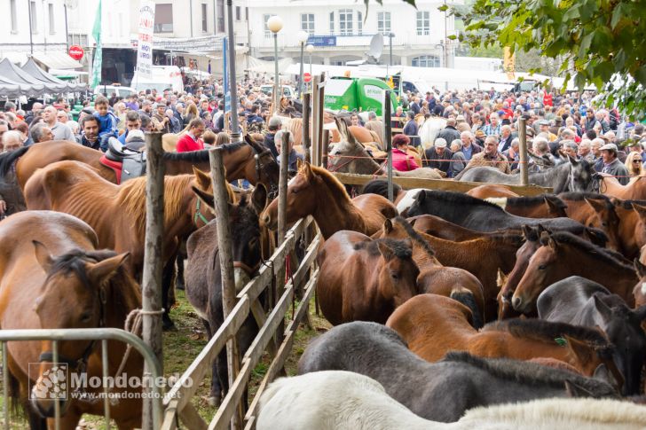 As San Lucas 2016
Feria de ganado
