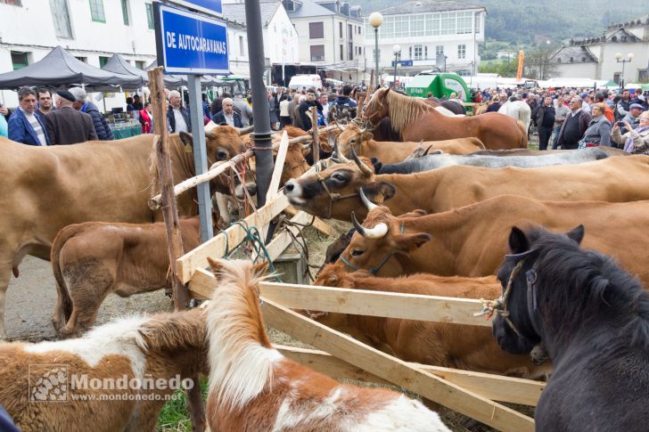 As San Lucas
Feria de ganado
