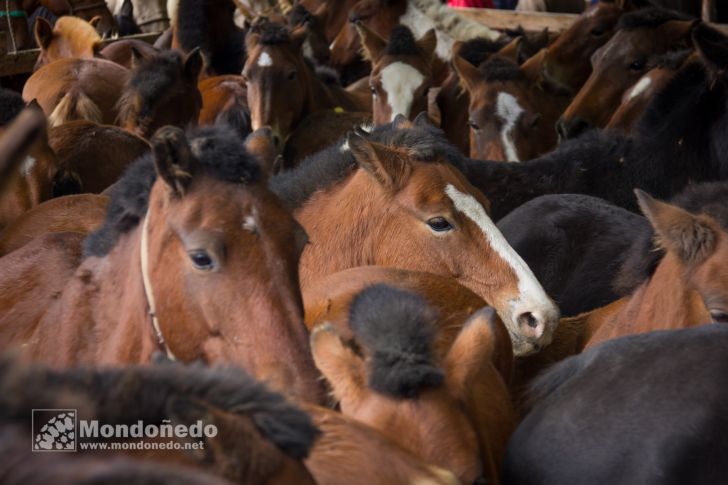 As San Lucas 2016
Feria de ganado
