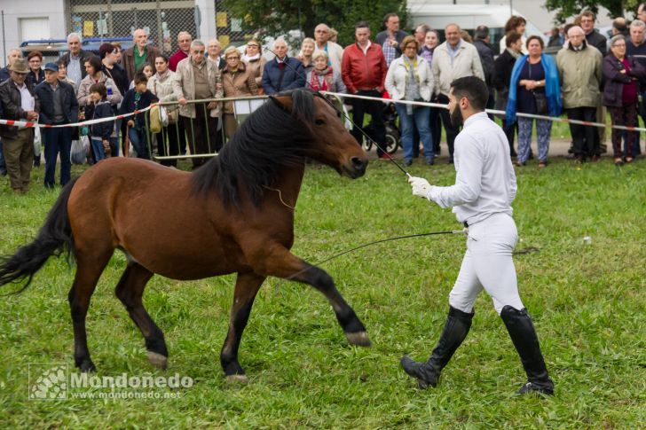 As San Lucas 2016
Festival ecuestre
