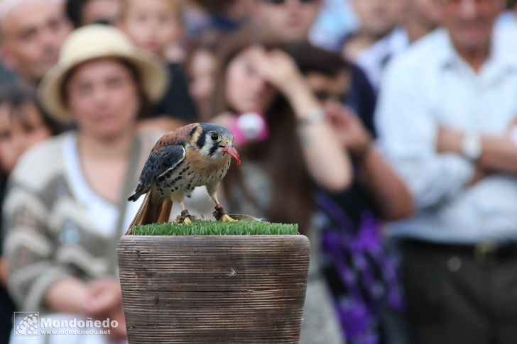 Sábado
Aves de cetrería
