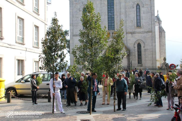 Domingo de Ramos
Procesión de Ramos
