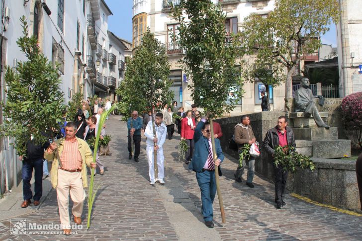 Domingo de Ramos
Procesión de Ramos
