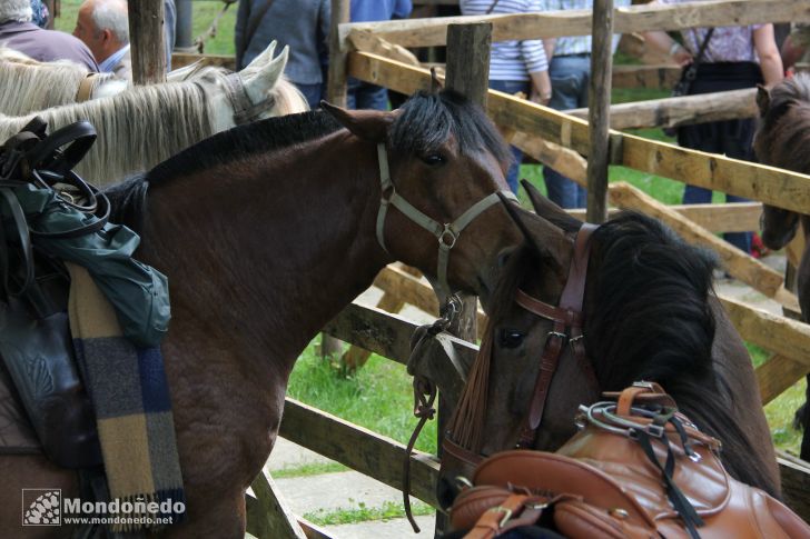 As Quendas 2011
Feria de ganado
