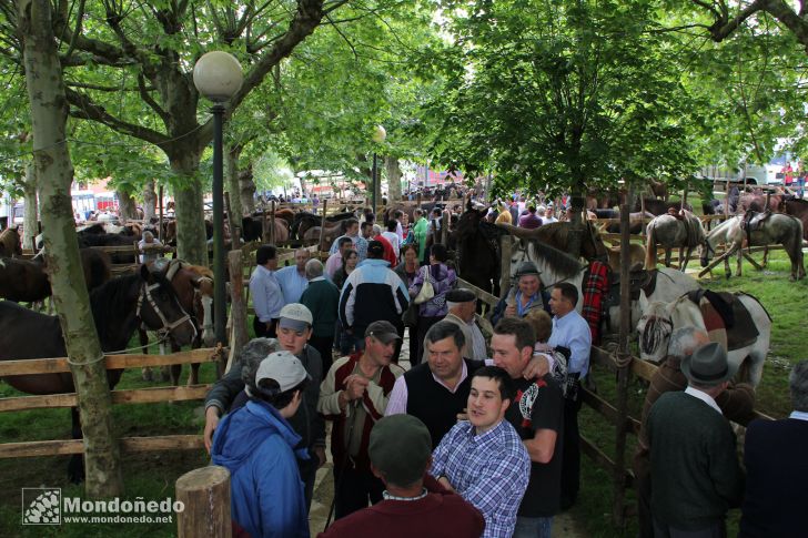 As Quendas 2011
Feria de ganado
