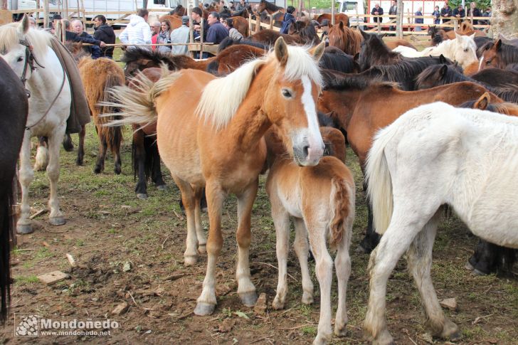 As Quendas 2012
Feria de ganado
