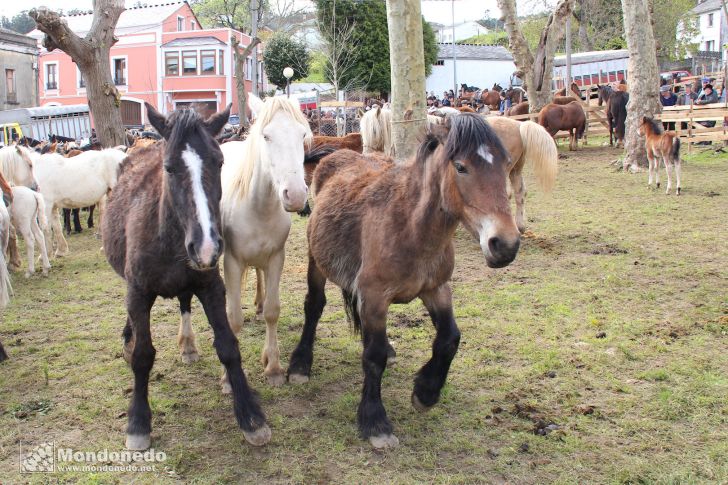 As Quendas 2012
Caballos en la feria
