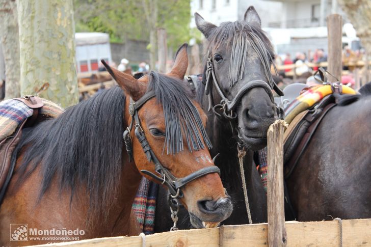 As Quendas 2012
Caballos en la feria
