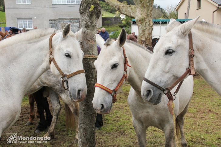 As Quendas 2012
Caballos en la feria
