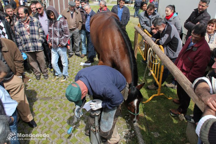 As Quendas 2012
Herraje de caballos
