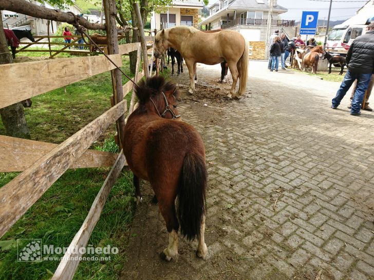 As Quendas 2017
