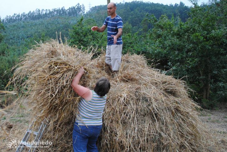 Couboeira
Malla tradicional
