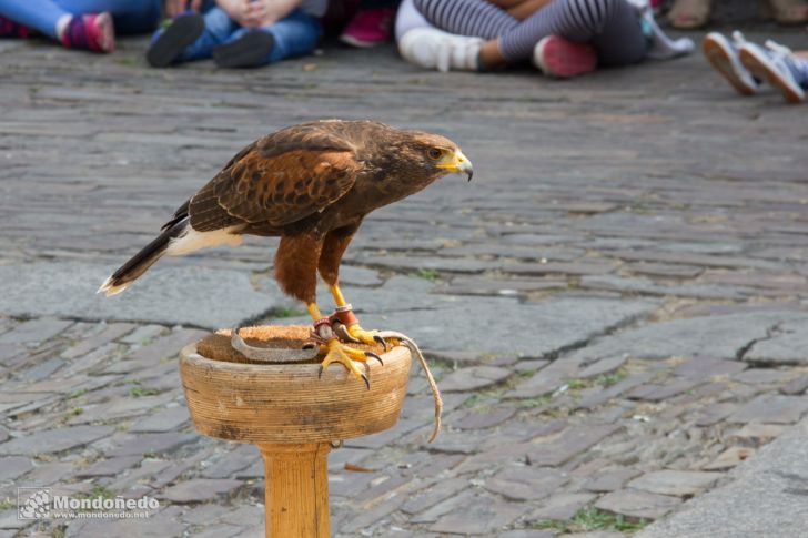 Mercado Medieval 2016
