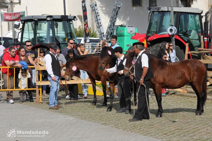 As San Lucas 2011 (16-Oct)
Concurso Morfológico Pura Raza Gallega
