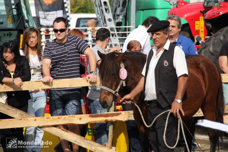 As San Lucas 2011 (16-Oct)
Concurso Morfológico Pura Raza Gallega
