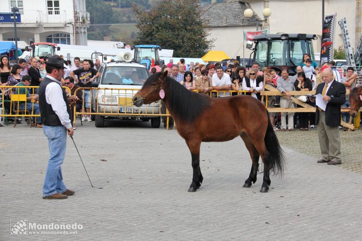 As San Lucas 2011 (16-Oct)
Concurso Morfológico Pura Raza Gallega
