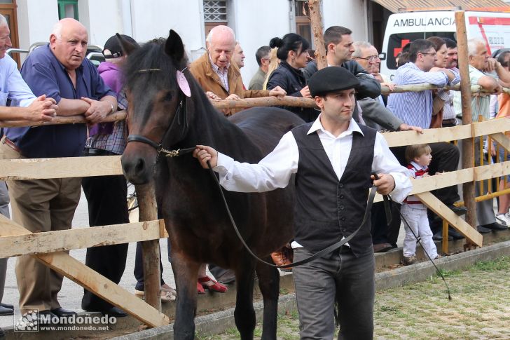 As San Lucas 2011 (16-Oct)
Concurso Morfológico Pura Raza Gallega
