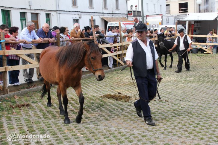 As San Lucas 2011 (16-Oct)
Concurso Morfológico Pura Raza Gallega
