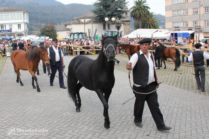 As San Lucas 2011 (16-Oct)
Concurso Morfológico Pura Raza Gallega
