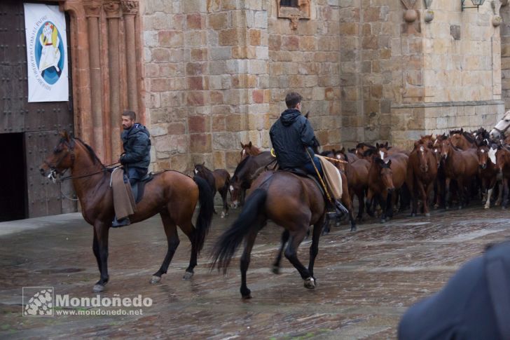 As San Lucas 2016
Llegada de los caballos
