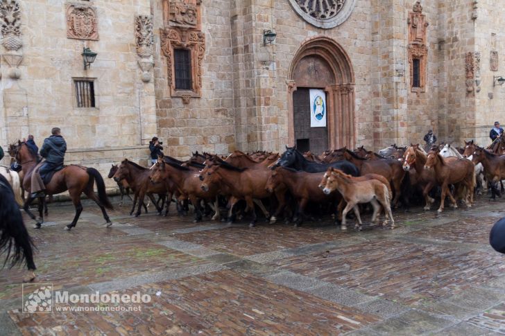 As San Lucas 2016
Llegada de los caballos
