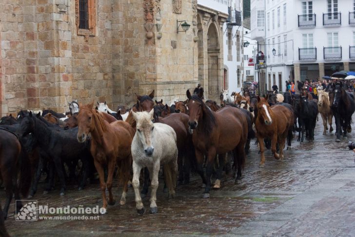 As San Lucas 2016
Llegada de los caballos
