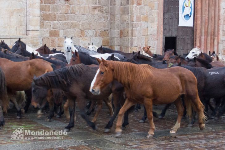 As San Lucas 2016
Llegada de los caballos
