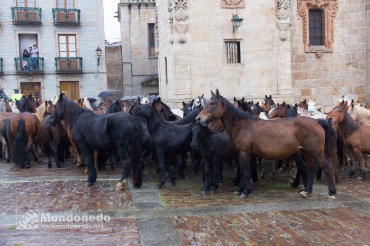 As San Lucas 2016
Llegada de los caballos
