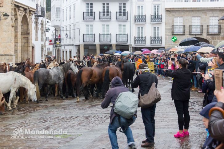 As San Lucas 2016
Llegada de los caballos
