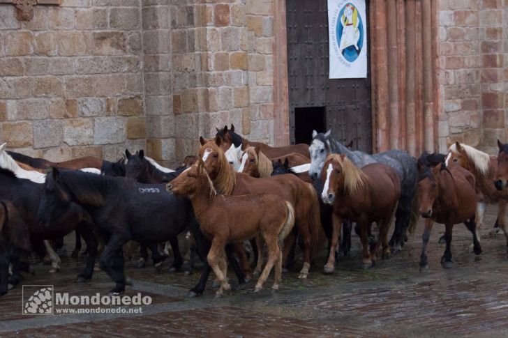 As San Lucas 2016
Llegada de los caballos
