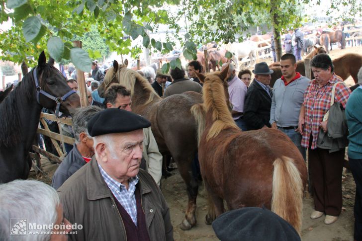 As San Lucas 2011 (18-Oct)
Caballos en la feria
