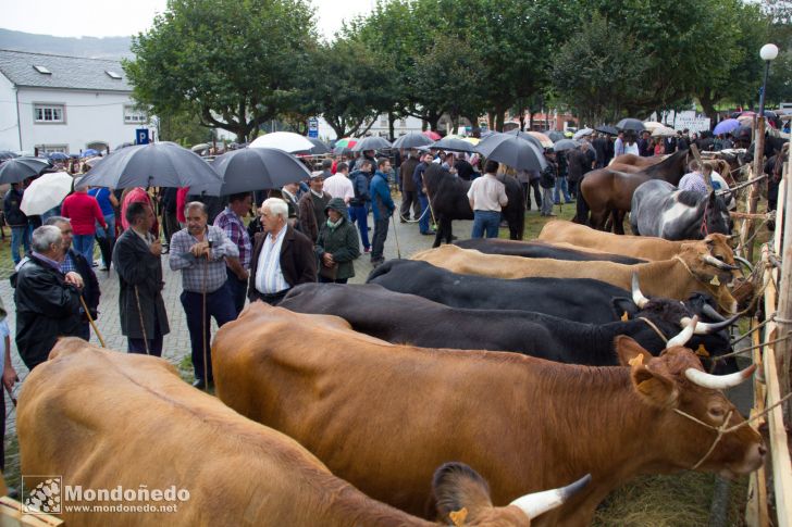 As San Lucas 2014
