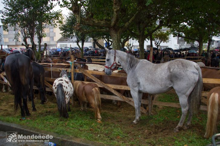 As San Lucas 2014
