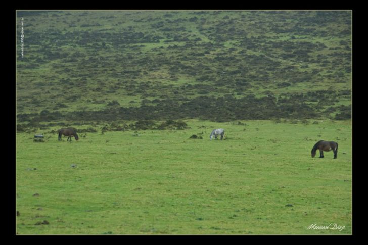 Caballos salvajes
Foto enviada por Manuel Díaz
