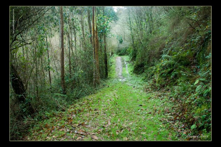 Sendero verde
Foto enviada por Manuel Díaz
