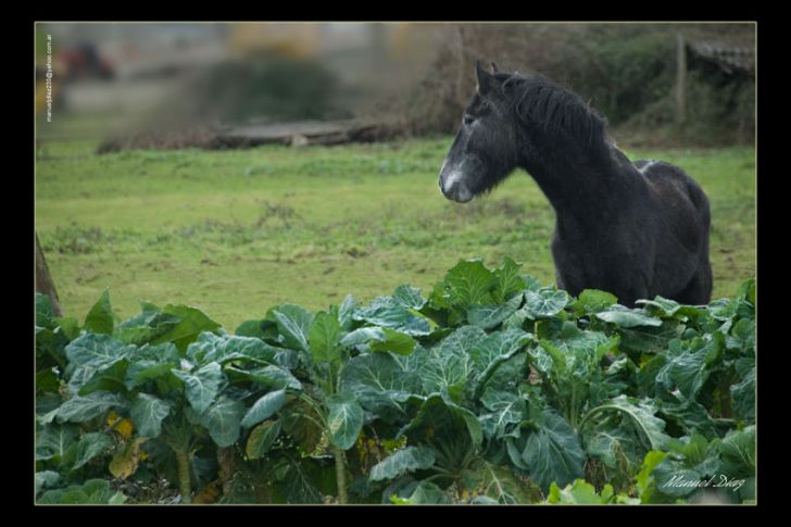 Caballo
Foto enviada por Manuel Díaz
